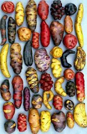 Potatoes_Peruvian_varieties