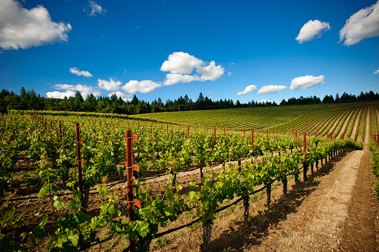 Vineyard_BBS_1515_768px