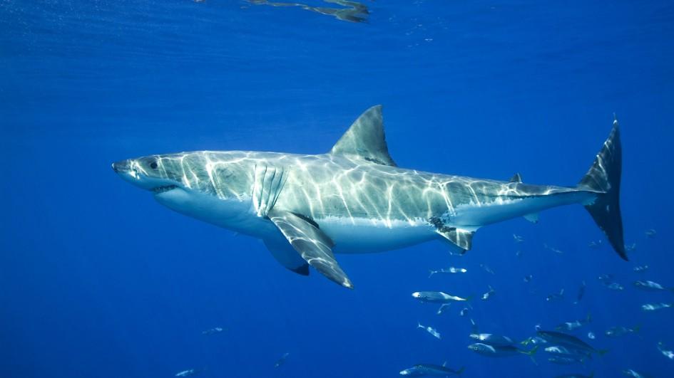 great-white-shark-swimming-blue.jpg.adapt.945.1.jpg