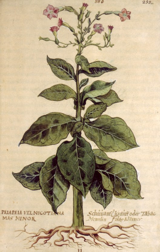 image9tobacco.jpg