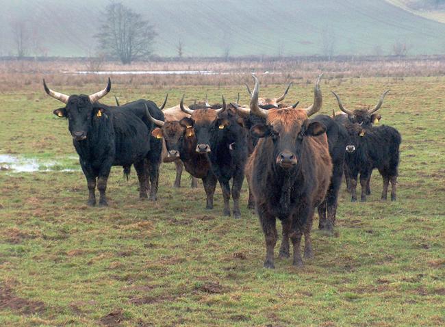 image15cattle.jpg