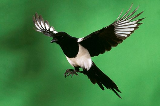 image20magpie.jpg