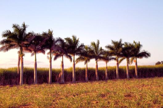 image10caneinsavanna