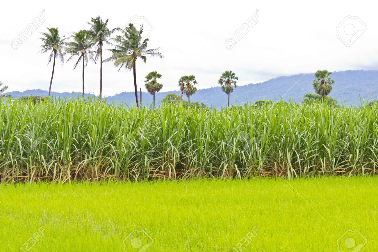 image3sugarcanefield