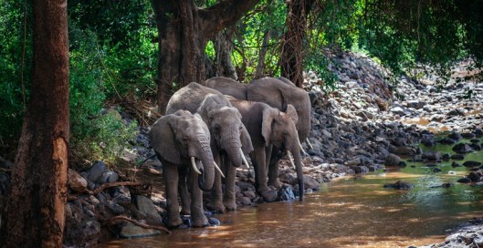 image9rainforestelephants