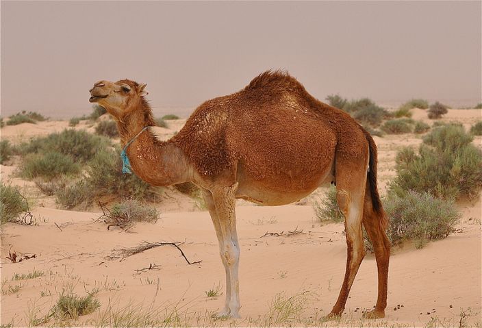 image2camel.jpg