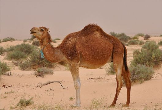 image2camel.jpg