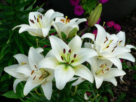 image1lily.jpg