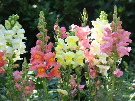 image2snapdragons.JPG