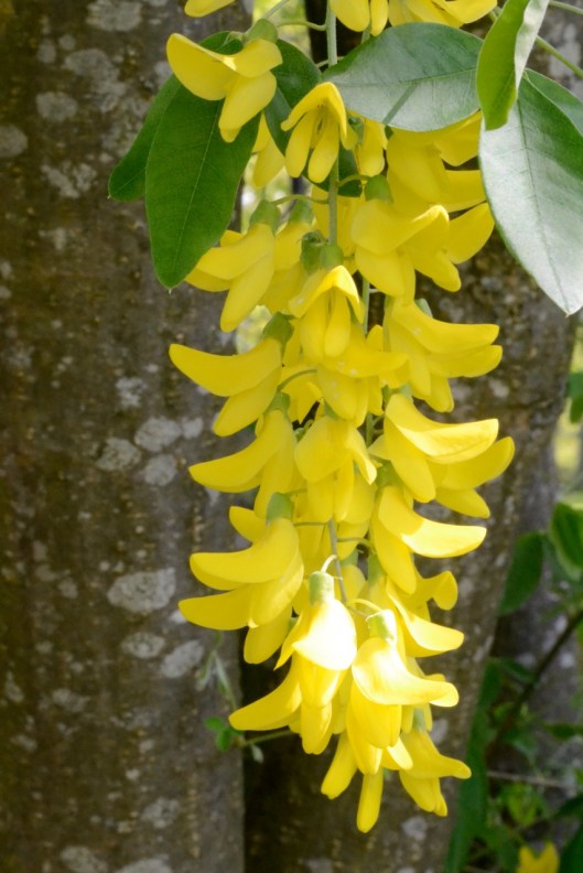 image3laburnums.jpeg