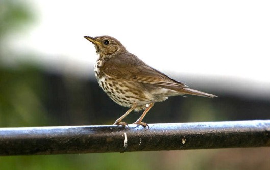 image28thrush.jpg