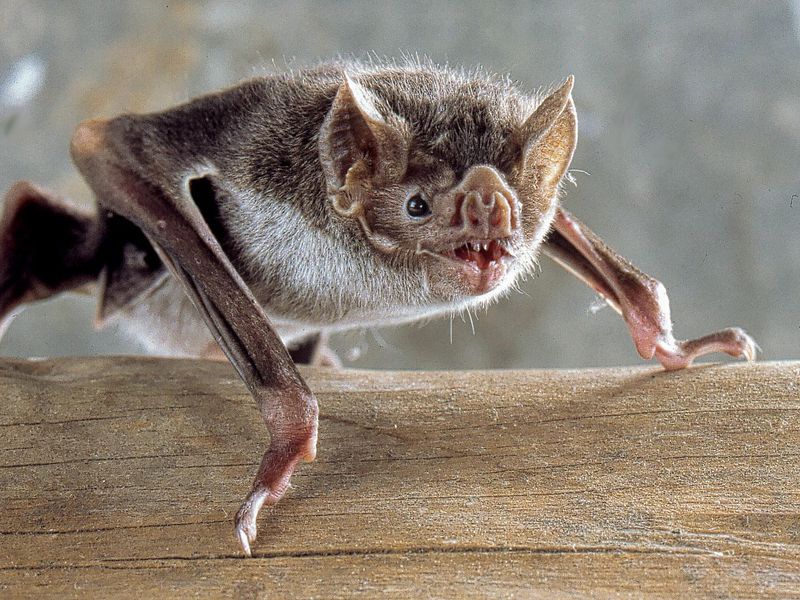 image5avampirebat.jpg