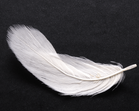 image4feather.png