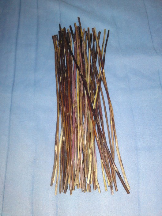 image6stalks.JPG