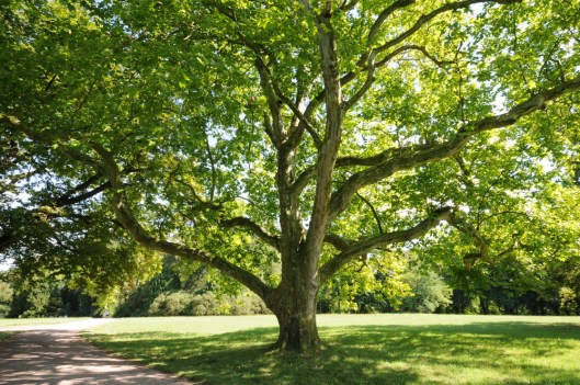 image6sycamore.jpg