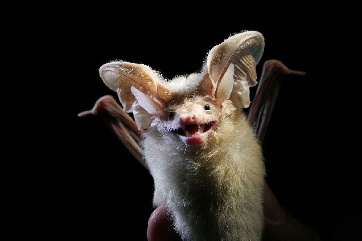 image11bat.jpg