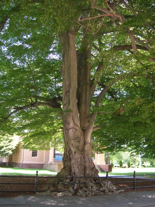 image13beech.jpg
