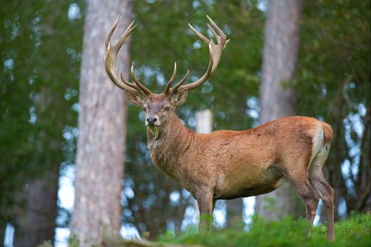 image6stag.jpg